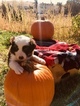 Small Photo #3 Border Collie Puppy For Sale in GUSTINE, CA, USA