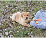 Small #8 Labrador Retriever