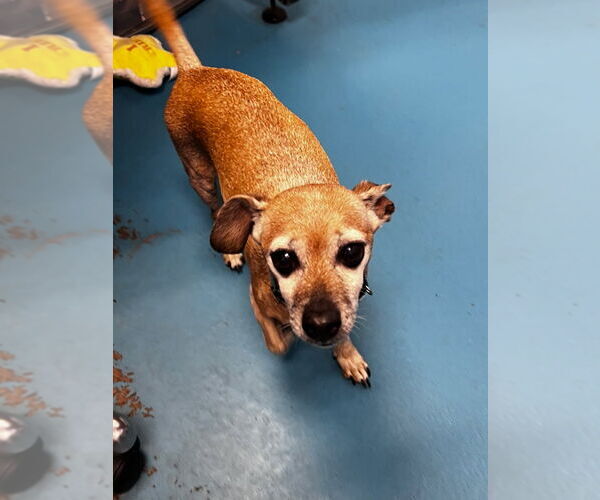 Medium Photo #4 Chihuahua-Unknown Mix Puppy For Sale in Muskegon, MI, USA