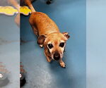 Small #3 Chihuahua Mix