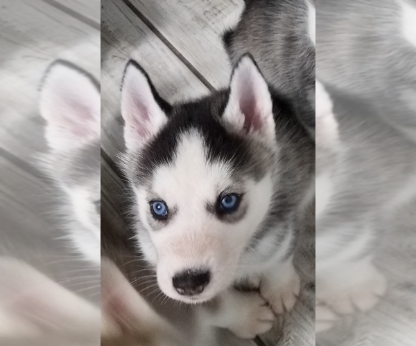 Medium Photo #1 Siberian Husky Puppy For Sale in LEHIGHTON, PA, USA