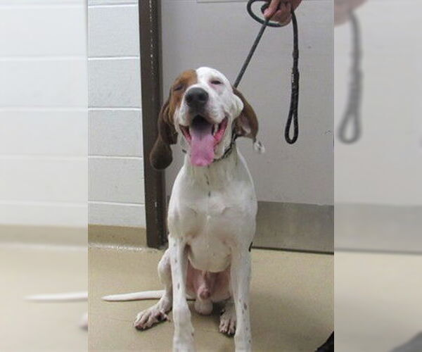 Medium Photo #1 Treeing Walker Coonhound Puppy For Sale in Derwood, MD, USA