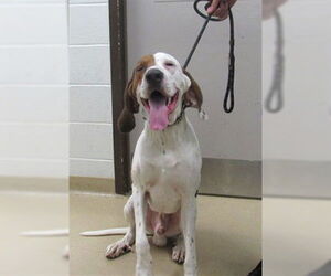 Bluetick Coonhound Dogs for adoption in Derwood, MD, USA