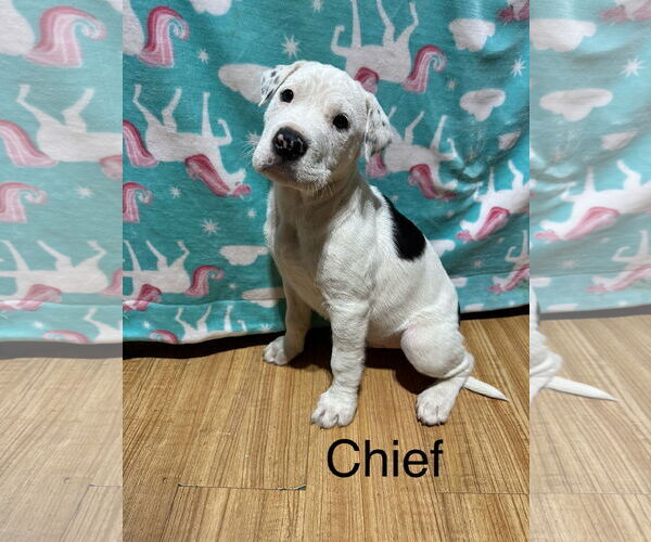 Medium Photo #1 American Pit Bull Terrier-Border Collie Mix Puppy For Sale in Ball Ground, GA, USA