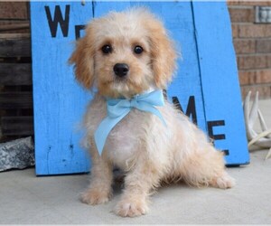 Cavachon Puppy for sale in COSHOCTON, OH, USA