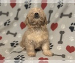 Small #4 Shih Tzu
