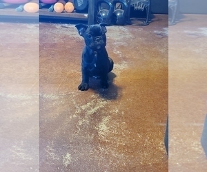 French Bulldog Puppy for sale in MINNEAPOLIS, MN, USA