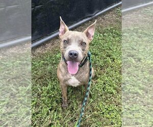 Jason - A Firecracker - Male American Pit Bull Terrier Dog for Adoption - Photo #3