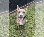Small Photo #3 American Pit Bull Terrier Puppy For Sale in Oakhurst, NJ, USA