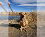 Small #8 German Shepherd Dog Mix