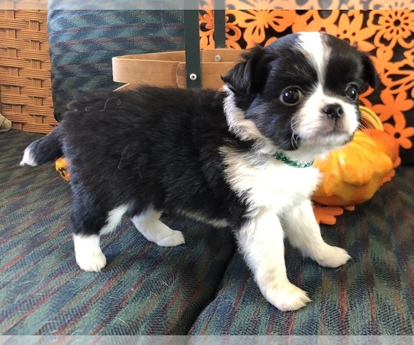 Medium Photo #5 Chihuahua Puppy For Sale in NEWVILLE, PA, USA