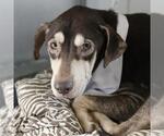 ROGER - Male Mutt Dog for Adoption - Small photo