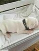 Small Photo #7 Boxer Puppy For Sale in OAKLAND, CA, USA