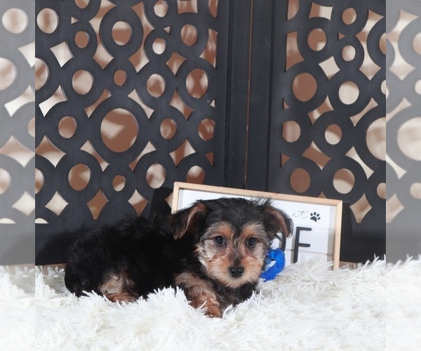 Medium Photo #2 YorkiePoo Puppy For Sale in MOUNT VERNON, OH, USA