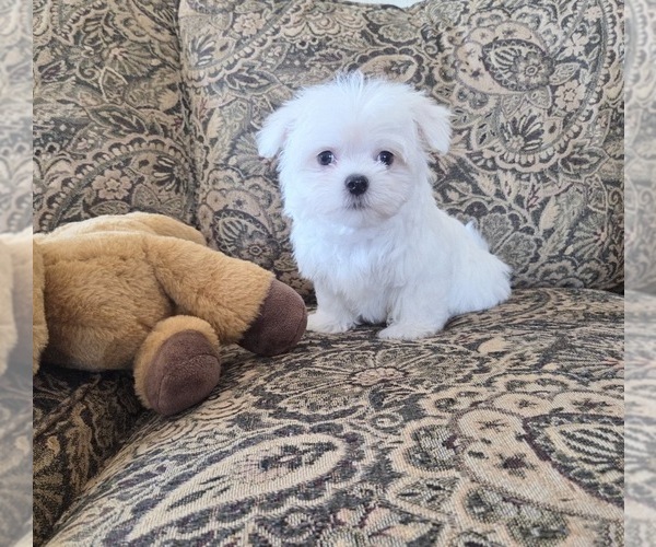Medium Photo #8 Maltese Puppy For Sale in SANTA CLARITA, CA, USA