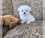 Small Photo #8 Maltese Puppy For Sale in SANTA CLARITA, CA, USA