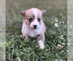 Puppy BABY GIRL Pembroke Welsh Corgi