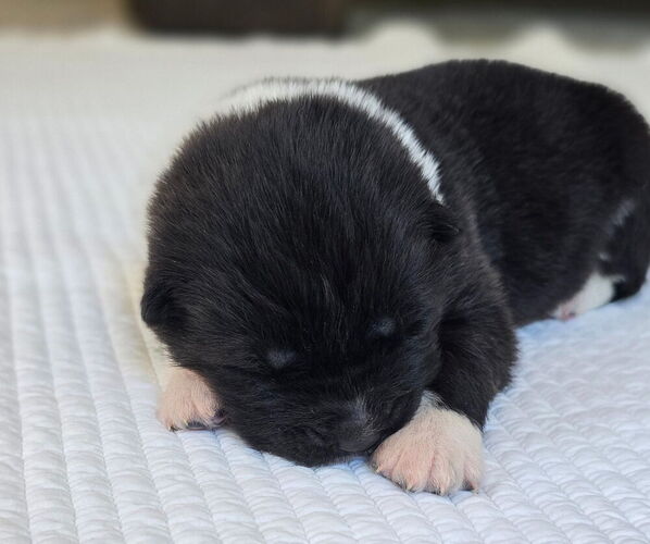 Medium Photo #2 Akita Puppy For Sale in STRAFFORD, MO, USA