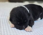 Small #1 Akita