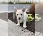 Small #1 West Highland White Terrier