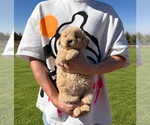 Image preview for Ad Listing. Nickname: Golden