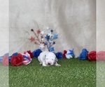 Puppy Macadamia Dalmatian