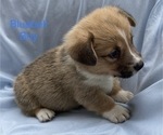 Small Photo #5 Pembroke Welsh Corgi Puppy For Sale in COLOMA, MI, USA
