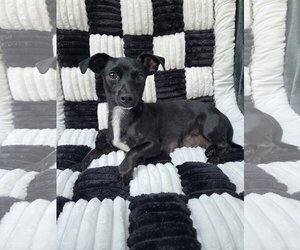 Onyx - Female Chiweenie Dog for Adoption - Photo #8