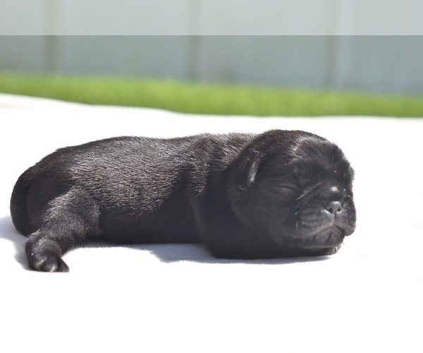 Medium Photo #3 Pug Puppy For Sale in PALM COAST, FL, USA