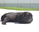 Small #2 Pug