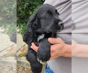 English Cocker Spaniel-English Springer Spaniel Mix Puppy for sale in BAYLISS, CA, USA