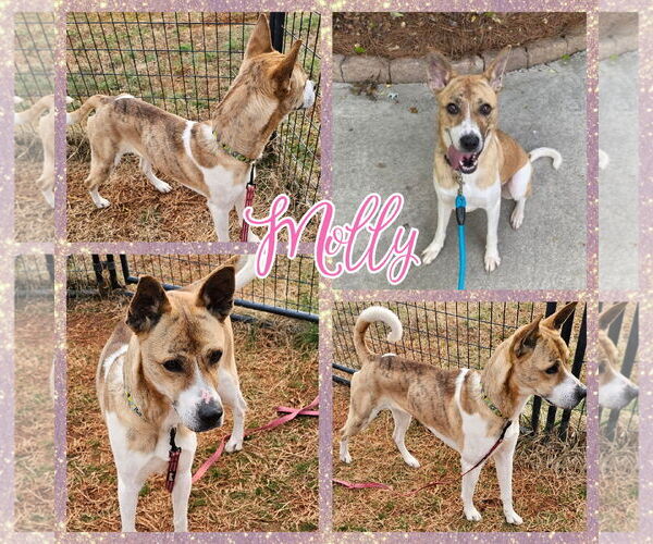 Medium Photo #2 Akita-German Shepherd Dog Mix Puppy For Sale in Blacksburg, SC, USA