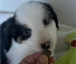 Small Photo #5 Miniature American Shepherd Puppy For Sale in PLACERVILLE, CA, USA
