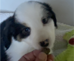 Small #4 Miniature American Shepherd