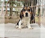 Small Photo #2 Beagle Puppy For Sale in OCALA, FL, USA