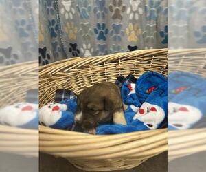 Saint Pyrenees Dogs for adoption in Rosenberg, TX, USA