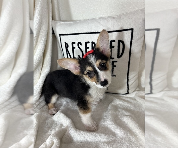 Medium Photo #2 Pembroke Welsh Corgi Puppy For Sale in GREENFIELD, IN, USA