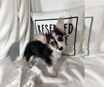 Small #1 Pembroke Welsh Corgi