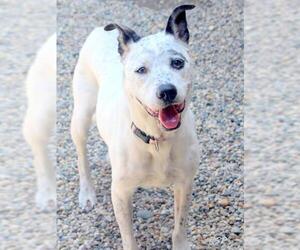 Mutt Dogs for adoption in Fort Wayne, IN, USA