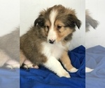 Small #2 Shetland Sheepdog