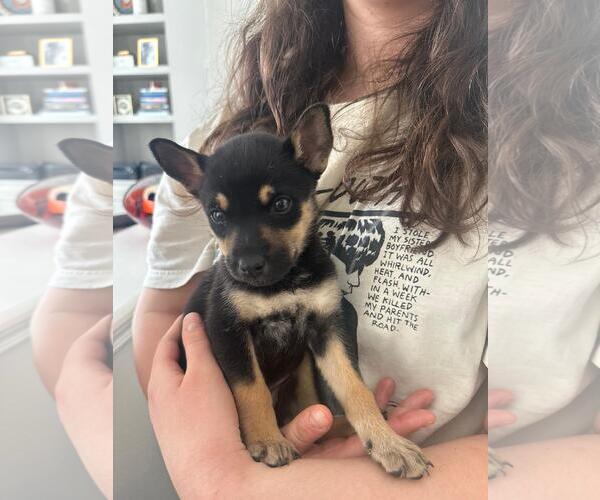 Medium Photo #1 Labrador Retriever-Unknown Mix Puppy For Sale in The Woodlands, TX, USA