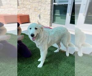 Great Pyrenees Dogs for adoption in Baytown, TX, USA