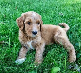 Goldendoodle Puppy for sale in HOPKINS, MN, USA