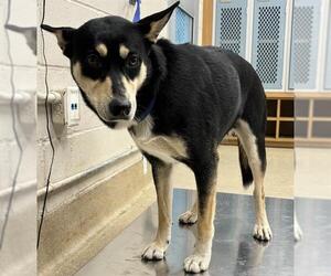 German Shepherd Dog-Unknown Mix Dogs for adoption in Grand Prairie, TX, USA