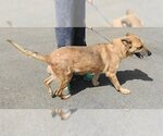 Small #3 Collie-German Shepherd Dog Mix