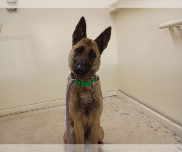 Medium Photo #1 Mutt Puppy For Sale in Stevens Point, WI, USA