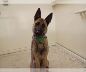 Mutt Dogs for adoption in Stevens Point, WI, USA