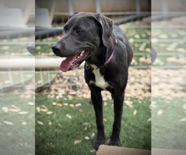 Medium Photo #2 Labrenees Puppy For Sale in Milpitas, CA, USA