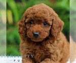 Small #3 Goldendoodle (Miniature)