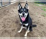 Small Siberian Husky Mix